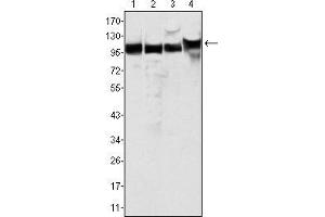 Western blot analysis using MSH2 mouse mAb against Hela (1), A549 (2), A431 (3) and HEK293 (4) cell lysate.