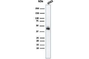 Western Blot Analysis of K562 cell lysate usingGlycophorin A Mouse Monoclonal Antibody (GYPA/280). (CD235a/GYPA anticorps)