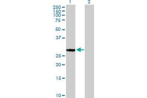 Western Blot analysis of GFOD2 expression in transfected 293T cell line by GFOD2 MaxPab polyclonal antibody.