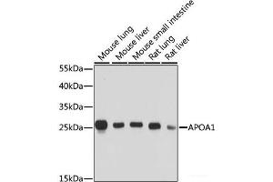 Western blot analysis of extracts of various cell lines using APOA1 Polyclonal Antibody at dilution of 1:1000. (APOA1 anticorps)