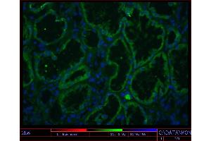 Image no. 1 for anti-K-Cadherin (CDH6) antibody (ABIN335402)