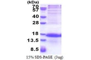 Purkinje Cell Protein 4 Like 1 (PCP4L1) (AA 1-68) protein (His tag)