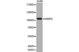 Western blot analysis of extracts of A549 cell line, using WWP2 antibody. (WWP2 anticorps  (AA 151-400))