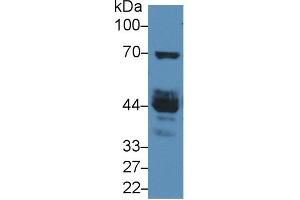 Rabbit Detection antibody from the kit in WB with Positive Control: Mouse testis lysate.