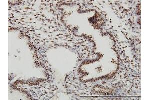 Image no. 5 for anti-Sp1 Transcription Factor (SP1) (AA 89-199) antibody (ABIN598936)