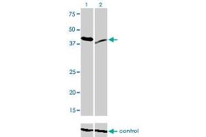 Western blot analysis of RAD23A over-expressed 293 cell line, cotransfected with RAD23A Validated Chimera RNAi (Lane 2) or non-transfected control (Lane 1). (RAD23A anticorps  (AA 151-250))
