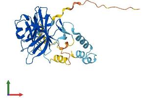 AlphaFold protein structure predicition of Mouse Recombinant Neurl2 Protein, UniprotID Q9D0S4