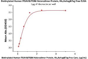 Immobilized Fibronectin at 10 μg/mL (100 μL/well) can bind Biotinylated Human ITGAV&ITGB6 Heterodimer Protein, His,Avitag&Tag Free (ABIN5674599,ABIN6253672) with a linear range of 0.