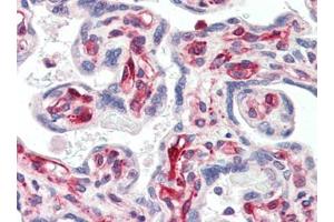 Human Placenta (formalin-fixed, paraffin-embedded) stained with SIRT2at 5 µg/ml followed by biotinylated goat anti-rabbit IgG secondary antibody, alkaline phosphatase-streptavidin and chromogen.