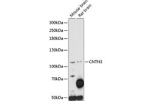 Western blot analysis of extracts of various cell lines, using CNTN3 antibody (ABIN7266494) at 1:1000 dilution. (CNTN3 anticorps  (AA 20-110))