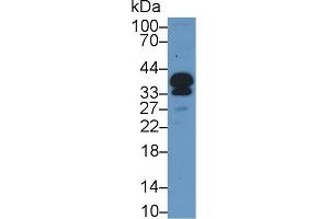 Western Blot; Sample: Mouse Serum; Primary Ab: 1µg/ml Rabbit Anti-Mouse POMC Antibody Second Ab: 0.