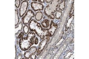Immunohistochemical staining of human kidney with BTN3A1 polyclonal antibody  shows strong cytoplasmic positivity in a granular pattern in renal tubules at 1:20-1:50 dilution.