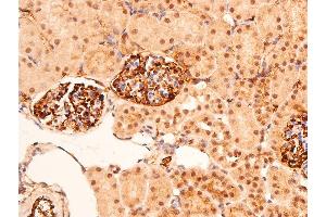 ABIN6267288 at 1/100 staining mouse kidney tissue sections by IHC-P.