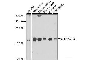 Western blot analysis of extracts of various cell lines using GABARAPL1 Polyclonal Antibody at dilution of 1:1000. (GABARAPL1 anticorps)
