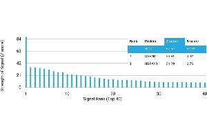 Protein Array (PAr) image for anti-Dopa Decarboxylase (Aromatic L-Amino Acid Decarboxylase) (DDC) antibody (ABIN7456138)