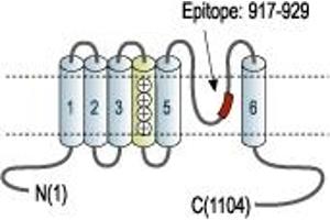 Representative domain view of the target of ABIN7043837.