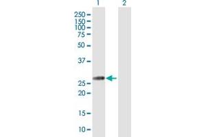 Western Blot analysis of GLUD2 expression in transfected 293T cell line by GLUD2 MaxPab polyclonal antibody. (GLUD2 anticorps  (AA 1-264))