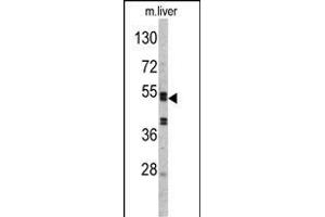 Western blot analysis of SERPINC1 Antibody (C-term) (ABIN390671 and ABIN2840966) in mouse liver tissue lysates (35 μg/lane). (SERPINC1 anticorps  (C-Term))