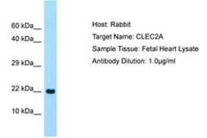 Image no. 1 for anti-C-Type Lectin Domain Family 2, Member A (CLEC2A) (C-Term) antibody (ABIN6750091) (CLEC2A anticorps  (C-Term))