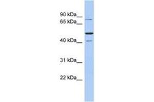 Image no. 1 for anti-Structure Specific Recognition Protein 1 (SSRP1) (AA 611-660) antibody (ABIN6744397) (SSRP1 anticorps  (AA 611-660))