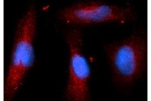 Immunofluorescence (IF) image for anti-Stromal Cell Derived Factor 2 (SDF2) (AA 19-211) antibody (PE) (ABIN5566163) (SDF2 anticorps  (AA 19-211) (PE))