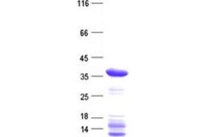 Validation with Western Blot