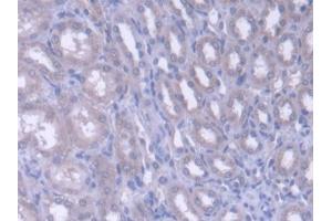 DAB staining on IHC-P; Samples: Rat Kidney Tissue (FARS2 anticorps  (AA 1-472))