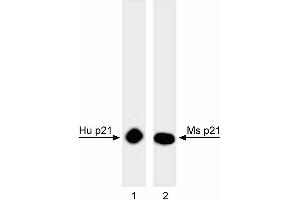 Western blot analysis of p21 in human and mouse cell lines. (p21 anticorps)