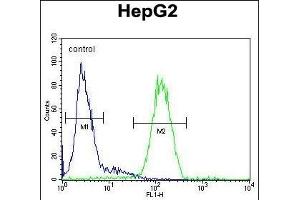 SERPINH1 Antibody (Center) (ABIN391548 and ABIN2841497) flow cytometric analysis of HepG2 cells (right histogram) compared to a negative control cell (left histogram). (SERPINH1 anticorps  (AA 169-196))