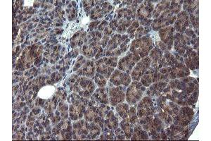 Image no. 7 for anti-Acyl-CoA Binding Domain Containing 3 (Acbd3) antibody (ABIN1498415)