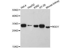 Western blot analysis of extracts of various cell lines, using NQO1 antibody.