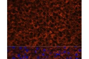 Immunofluorescence analysis of Rat liver using Factor IX / F9 Polyclonal Antibody at dilution of 1:100 (40x lens).