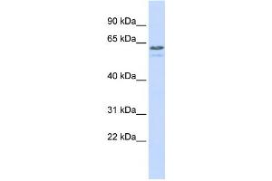 Western Blotting (WB) image for anti-Tripartite Motif Containing 6 (TRIM6) antibody (ABIN2458105) (TRIM6 anticorps)