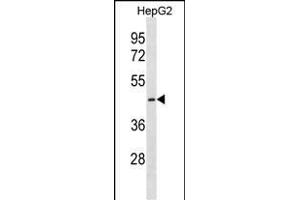 CTNS Antibody (C-term) (ABIN1881240 and ABIN2838391) western blot analysis in HepG2 cell line lysates (35 μg/lane). (CTNS anticorps  (C-Term))