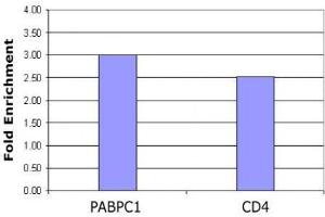 Histone H4 acetyl Lys5 antibody tested by ChIP analysis. (Histone H4 anticorps  (acLys5))