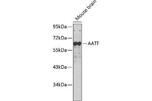 Western blot analysis of extracts of mouse brain, using AATF antibody (ABIN7265647).