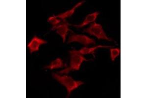 ABIN6276246 staining Hela by IF/ICC. (OR10S1 anticorps  (Internal Region))