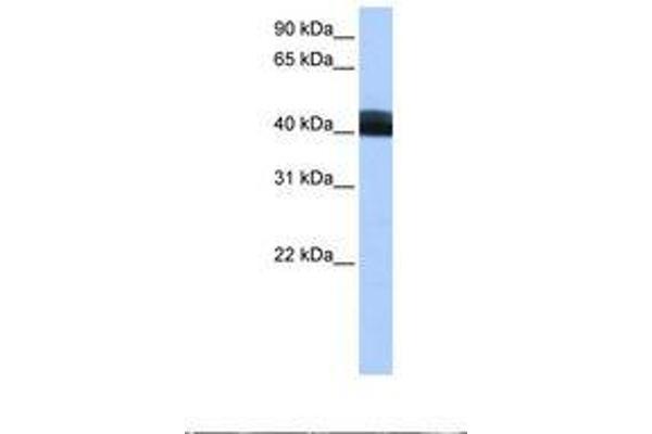 LRRC17 anticorps  (AA 245-294)