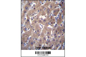 AKR1C2 Antibody immunohistochemistry analysis in formalin fixed and paraffin embedded human liver tissue followed by peroxidase conjugation of the secondary antibody and DAB staining. (AKR1C2 anticorps  (C-Term))
