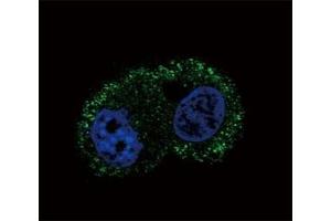 Confocal immunofluorescent analysis of ITA6 antibody with HepG2 cells followed by Alexa Fluor 488-conjugated goat anti-mouse lgG (green).