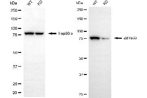 Western blotting analysis using ZBTB33 antibody (ABIN7800890).