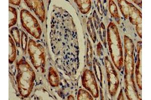 Immunohistochemistry of paraffin-embedded human kidney tissue using ABIN7172957 at dilution of 1:100 (TMIGD2 anticorps  (AA 23-150))