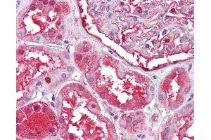 Anti-PRDX6 / Peroxiredoxin 6 antibody IHC of human kidney.