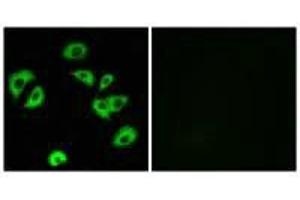 Immunofluorescence analysis of A549 cells, using LILRB4 antibody. (LILRB4 anticorps)
