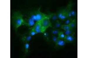 Immunofluorescence (IF) image for anti-Kelch-Like ECH-Associated Protein 1 (KEAP1) antibody (ABIN1499015) (KEAP1 anticorps)