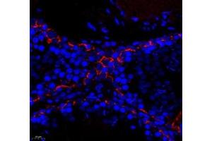 Immunofluorescence of paraffin embedded rat testis using THNSL2 (ABIN7075893) at dilution of 1: 400 (400x lens)