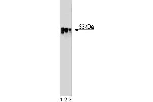 Western blot analysis of LSF on a HCT-8 cell lysate (Human colorectal adenocarcinoma, ATCC CCL-244). (TFCP2 anticorps  (AA 205-414))