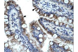 Image no. 1 for anti-Keratin 15 (KRT15) (C-Term) antibody (ABIN6735909)