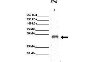 recombinant human ZP4 protein (ZP4 anticorps  (N-Term))