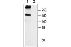 Western blot analysis of rat brain membrane: - 1.
